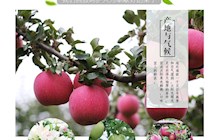 庆阳苹果